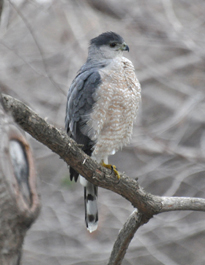 Rufous Hawk Year 2015